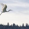 Aigrette garzette en vol sur Andreas Müller