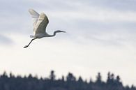 Silberreiher im Flug von Andreas Müller Miniaturansicht