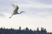 Grote Witte Reiger in de vlucht
