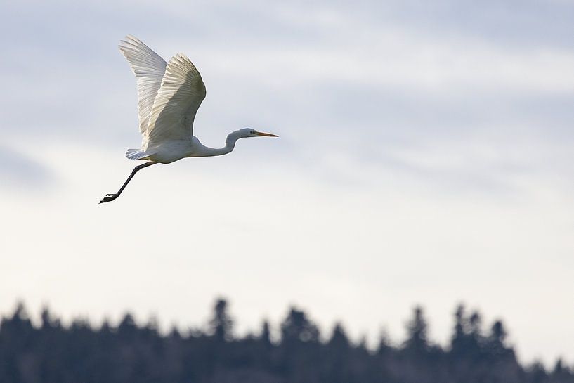 Silberreiher im Flug von Andreas Müller