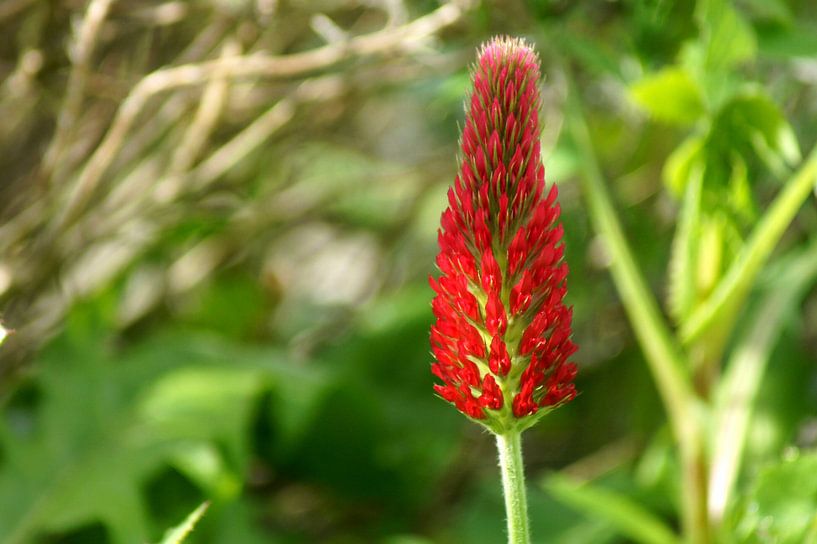 Durchfluss von Niek Traas