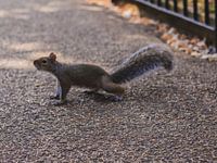 Eichhörnchen | Hyde Park | London | England | Vereinigtes Königreich