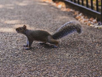 Eichhörnchen | Hyde Park | London | England | Vereinigtes Königreich von Nicole Van Stokkum