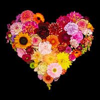 My love for dahlias