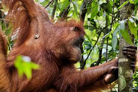 Ein roter Orang-Utan, der an einem Ast hängt von Frank Photos