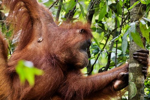 Ein roter Orang-Utan, der an einem Ast hängt