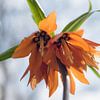 Oranje Fritillaria van Lisette van Gameren