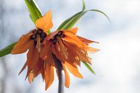 Orange Fritillaria
