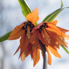 Oranje Fritillaria van Lisette van Gameren