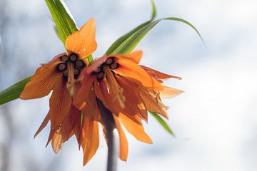 Oranje Fritillaria