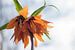 Oranje Fritillaria van Lisette van Gameren