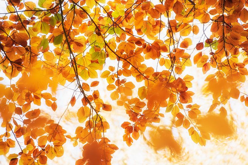 Feuilles d'automne aux belles couleurs orangées par Francis Dost