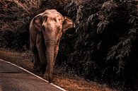Elefant von Fotoverliebt - Julia Schiffers Miniaturansicht