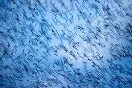 Stare auf seinem Esschers von Andius Teijgeler