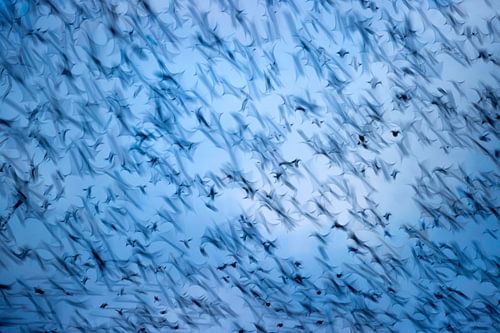 Spreeuwen op zijn Esschers