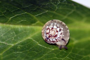 Minischnecke von Roswitha Lorz