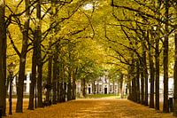 Toernooiveld in de herfst