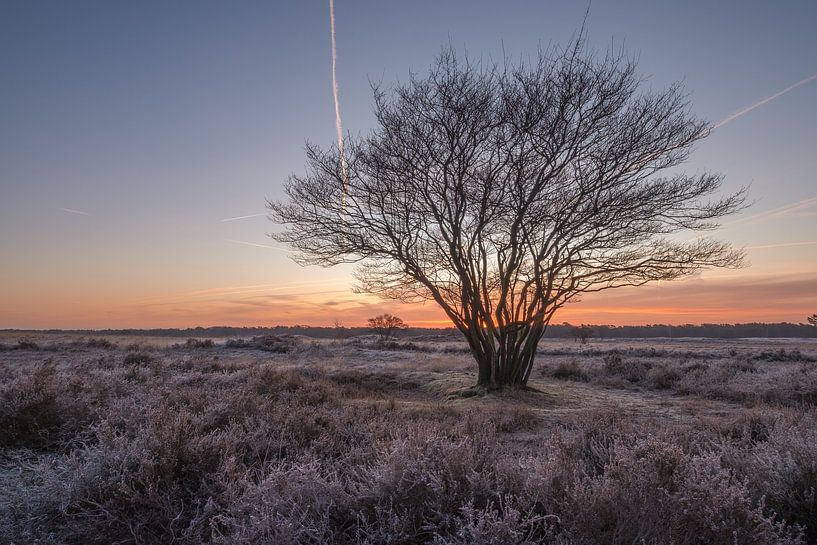 Tree on the heath by Moetwil en van Dijk - Fotografie