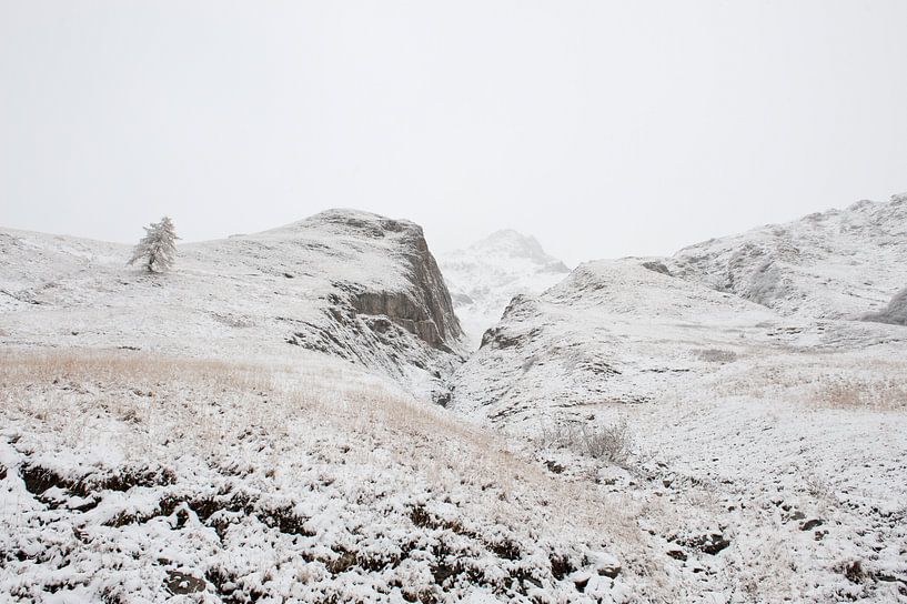 Baum in der schneebedeckten Berglandschaft von Remke Spijkers