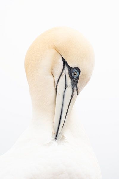 Jan van Gent by Tinus Kremer Fotografie
