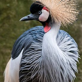 Grijze Kroonkraanvogel : Ouwehands Dierenpark van Loek Lobel