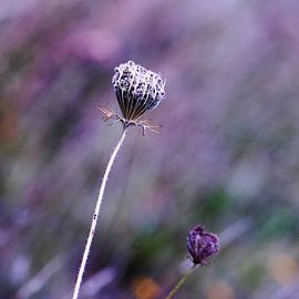 Bloemetjes, veldbloemen, planten, bermen, graan von Anouk Timmerman