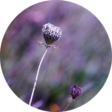 Bloemetjes, veldbloemen, planten, bermen, graan