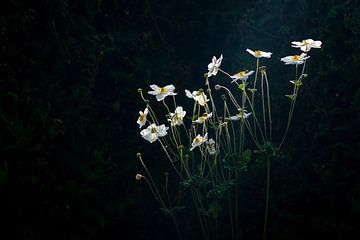 Japanese Anemone by Peter Nederlof