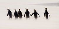 Kings going for a Walk