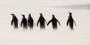 Kings going for a Walk by Claudia van Zanten