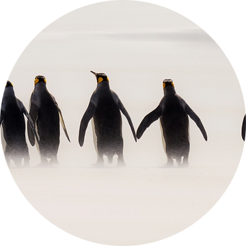 Kings going for a Walk