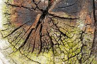 Weathered wood