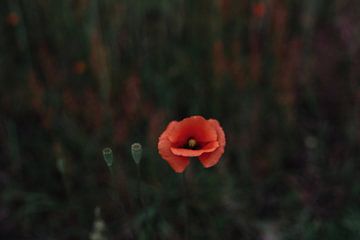 Poppy soft focus - floral photography print by Laurie Karine van Dam