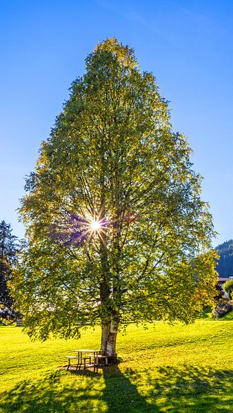 The birch by Christa Kramer