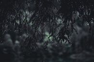 Conifer by Larsphotografie thumbnail