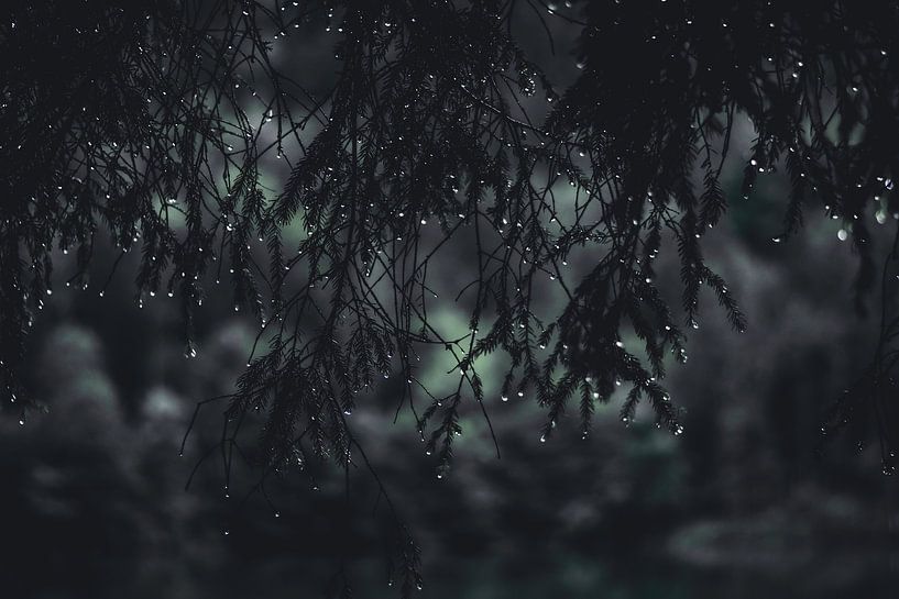 Conifer by Larsphotografie
