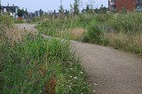 Path