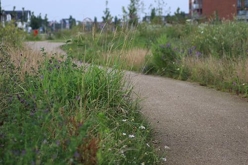 Chemin d'accès sur Monica de Roo-Peeters