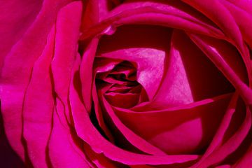 een closeup van een rode roos van W J Kok