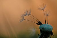 Paardepluis in Avondrood