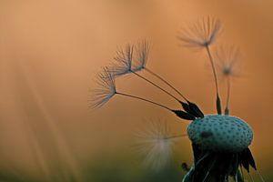 Paardepluis in Avondrood