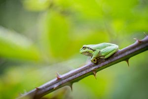 Europäischer Laubfrosch