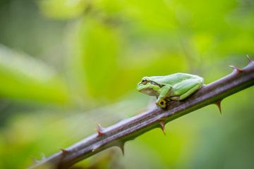 Little tree frog by Gonnie van de Schans