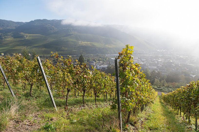 Les vignes de Bernkastel-Kues par Richard Wareham