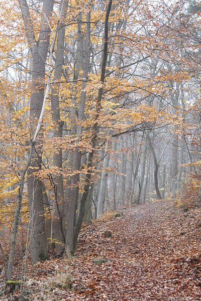 Waldgebiet im Herbst im Nebel bei Bad Neustadt von Martin Flechsig