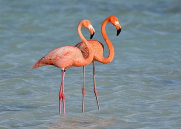 Flamingos on Bonaire by Pieter JF Smit