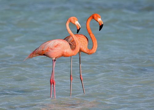 Flamingo's op Bonaire
