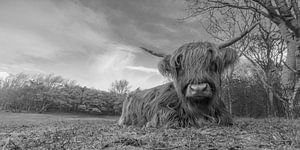 Le Highlander écossais en noir et blanc sur Menno Schaefer