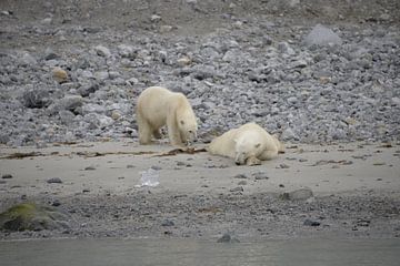 Polar bears relax on beach at Svalbard. by Eric Veenboer