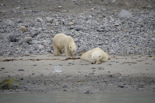 Polar bears relax on beach at Svalbard.